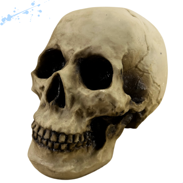 Cranio 3 Einsten Tamanho Real - Betume