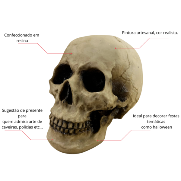 Cranio 3 Einsten Tamanho Real - Betume