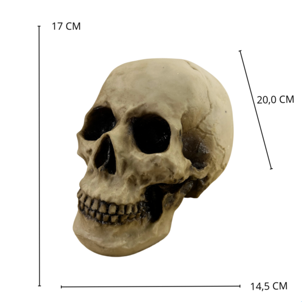 Cranio 3 Einsten Tamanho Real - Betume