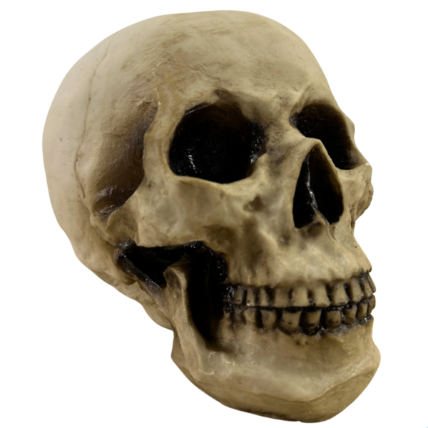 Cranio 3 Einsten Tamanho Real - Betume