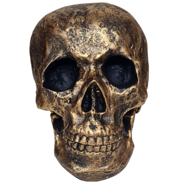 Cranio 3 Einsten Tamanho Real - Ouro